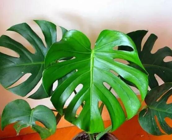 龜背竹滴水是怎么回事，只是一種正常的吐水現(xiàn)象(水分充足)