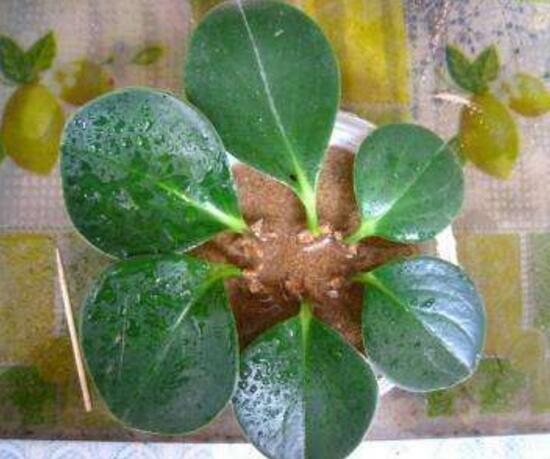 碧玉葉子發(fā)黃怎么辦，教你五步讓它重新恢復(fù)生機(jī)