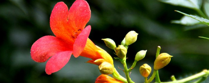 凌霄花花語(yǔ)