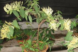 金銀花盆栽養(yǎng)殖方法和注意事項(xiàng)，澆水見干見濕需遮蔽強(qiáng)光