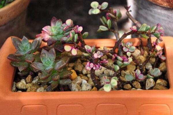 雅樂之舞可以淋雨嗎，可適當淋雨但要注意以下幾點