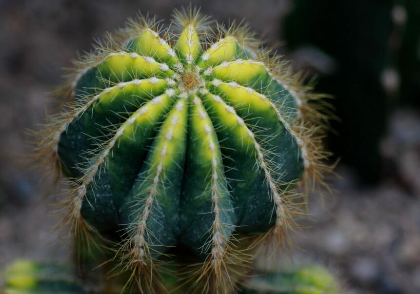 水養(yǎng)仙人球注意事項，正確的水培方式很重要