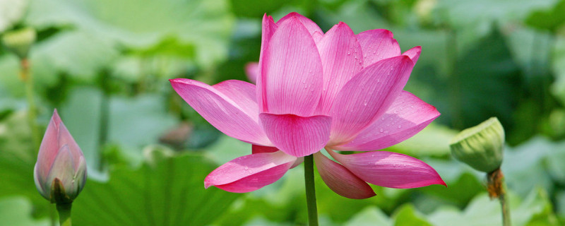 盆栽荷花怎么不開(kāi)花