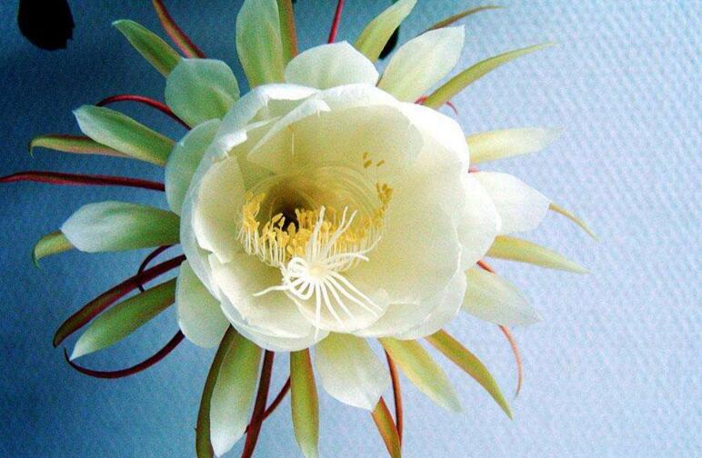 曇花象征著什么意思，稍縱即逝的永恒