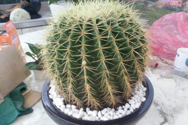 仙人球怎么扦插繁殖，4步即可完成仙人球的扦插