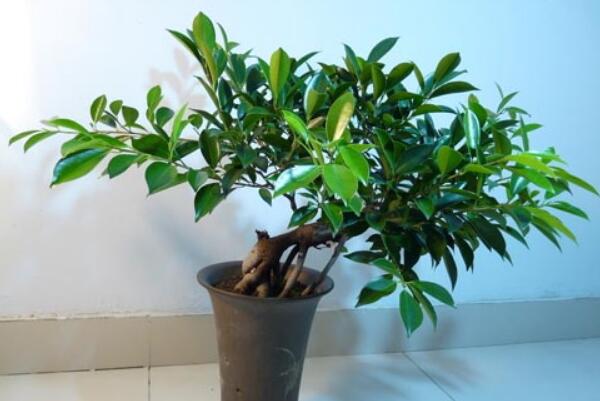 平安樹(shù)的養(yǎng)殖方法和注意事項(xiàng)，勤換盆多松土