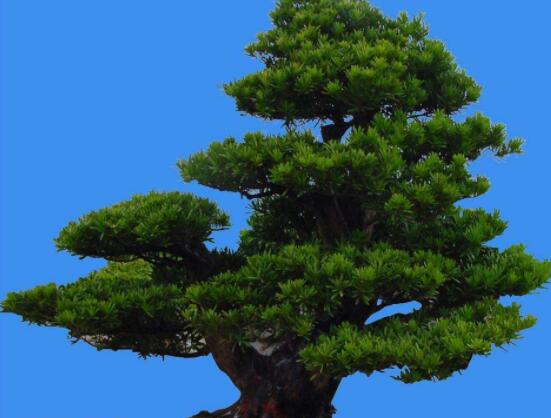 為什么羅漢松慢慢枯萎，做好澆水/保持溫度光照