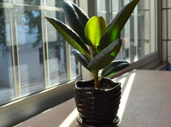 橡皮樹的擺放位置，教你四個擺放好地方(客廳/大廳/書房/辦公室)