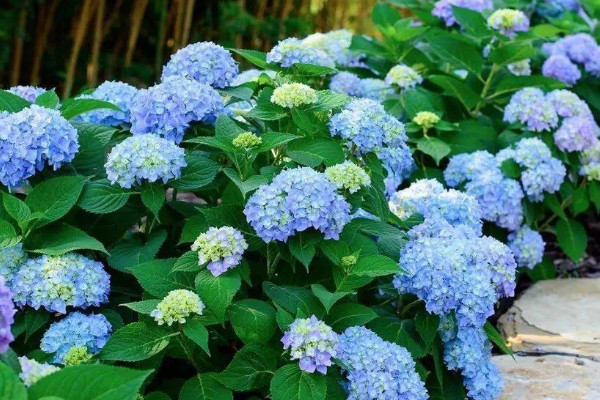 無盡夏不長(zhǎng)花苞的原因