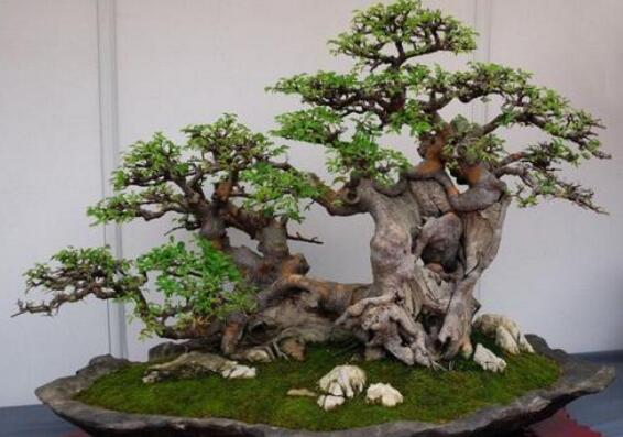 榕樹(shù)的養(yǎng)殖方法，土壤的選擇和施肥方法很重要