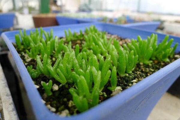 碧光環(huán)怎么種植，4步即可完成碧光環(huán)的種植