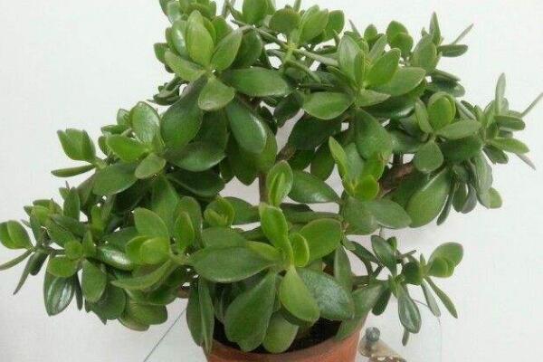 玉樹葉子發(fā)黃的處理方法，四種原因以及處理方法