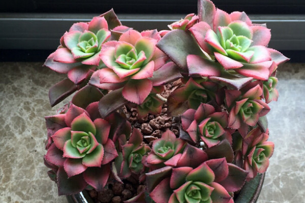 艷日輝為什么葉片發(fā)黑