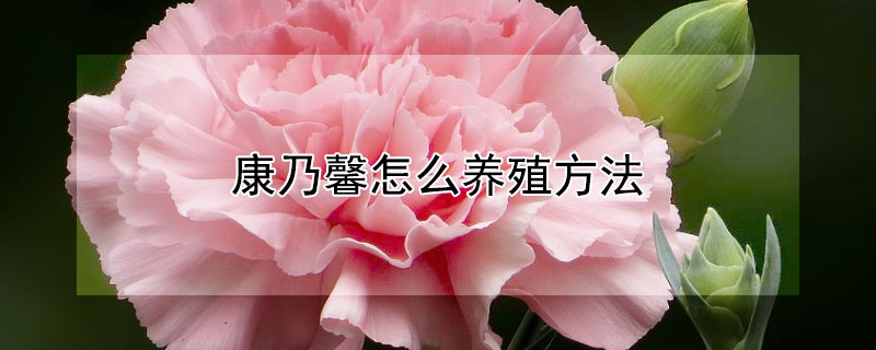 康乃馨怎么養(yǎng)殖方法