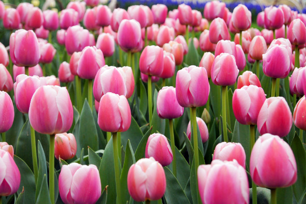 郁金香春天種什么時(shí)候開(kāi)花