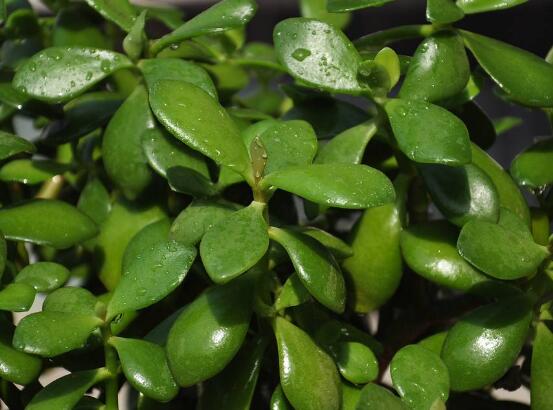 玉樹常見的病蟲害防治，教你四種辦法簡(jiǎn)單學(xué)會(huì)