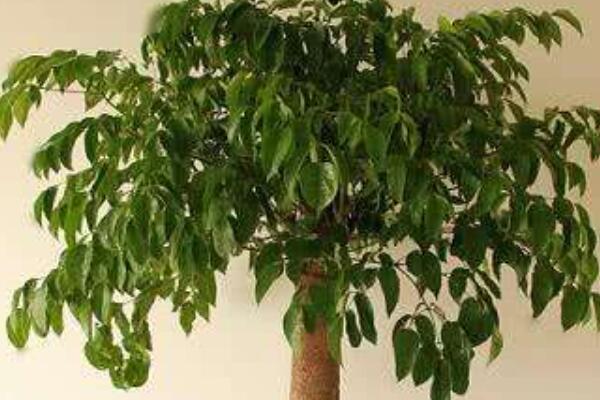 菜豆樹(shù)和幸福樹(shù)的區(qū)別