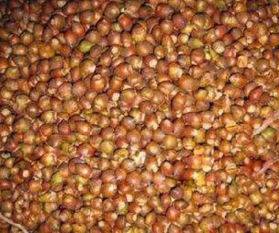 紅豆杉種子怎么種，做好這四點就會生根發(fā)芽