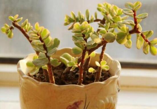 雅樂(lè)之舞葉片發(fā)皺是怎么回事，主要有三種原因造成(光照/溫度/澆水)