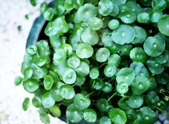 銅錢草的風水作用是什么，銅錢草的功效與作用