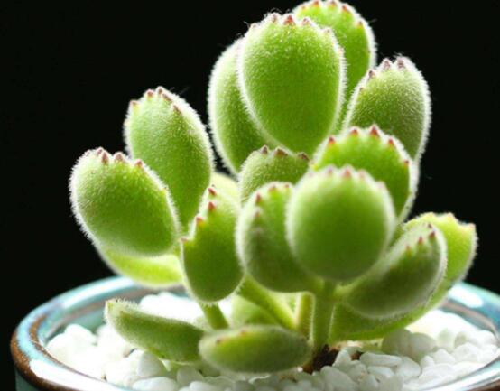 熊童子開花寓意，一片生機勃勃的綠色景象(美好寓意)