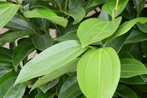 平安樹(shù)葉子干枯是怎么回事，環(huán)境變化過(guò)大要養(yǎng)護(hù)一段時(shí)間