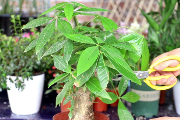 發(fā)財樹樹干變軟怎么辦