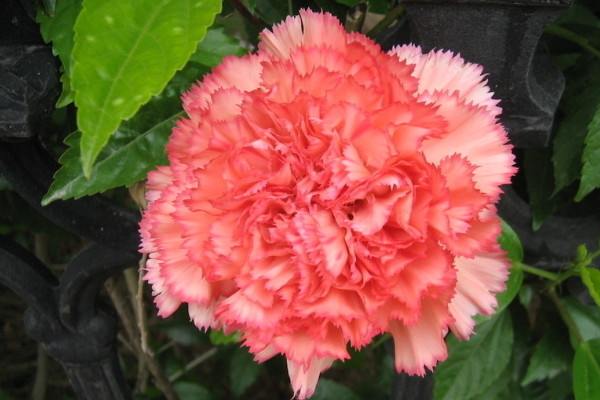 康乃馨冬天會(huì)不會(huì)凍死