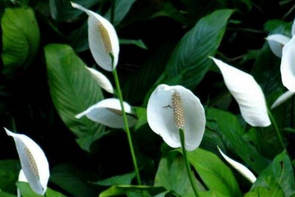 一帆風(fēng)順葉尖發(fā)黃干枯