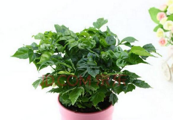 幸福樹(shù)的葉子全蔫了，從4個(gè)方面解決出現(xiàn)的問(wèn)題