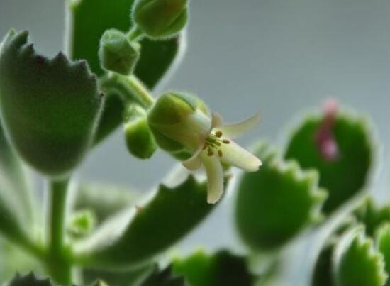 熊童子開(kāi)花會(huì)死嗎，不會(huì)/適當(dāng)遮陰、及時(shí)降溫