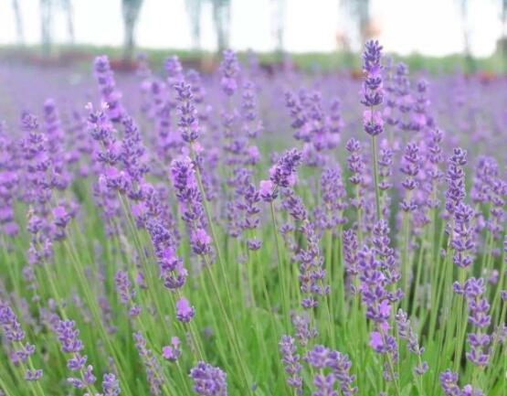 薰衣草與鼠尾草的區(qū)別，教你四種方法可變成火眼金睛