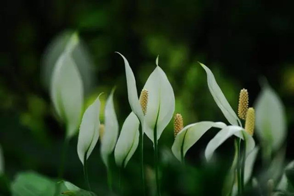 一帆風順葉尖發(fā)黃干枯怎么辦，及時提供光照補充水分