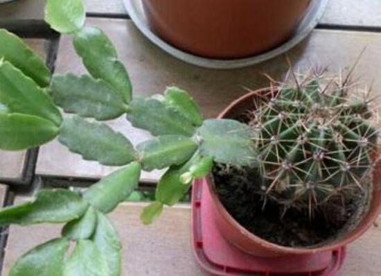 仙人球怎么繁殖，仙人球的扦插方法