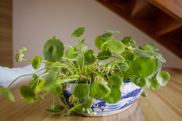 銅錢(qián)草種子怎么水培，先催根出苗后再移到水培環(huán)境中