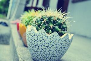 仙人球有毒嗎，仙人球的刺扎了怎么辦