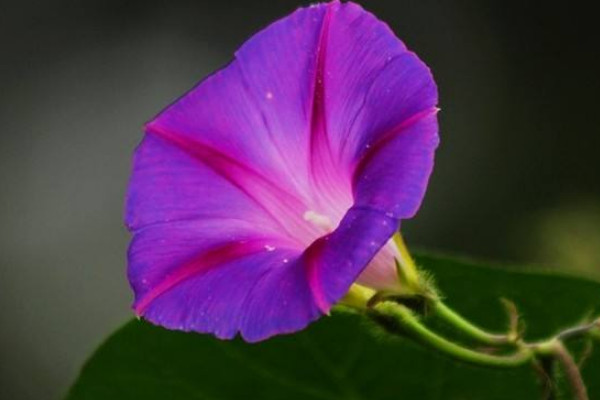 牽?；ㄇ锛静シN什么時(shí)候開花