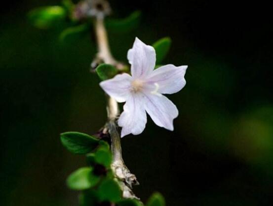 六月雪盆景造型方法，直乾式虬曲式懸崖式三種造型