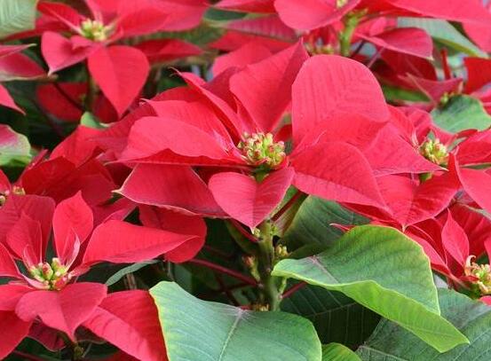 一品紅多久澆一次水，不同季節(jié)不同澆水量(澆則澆透)