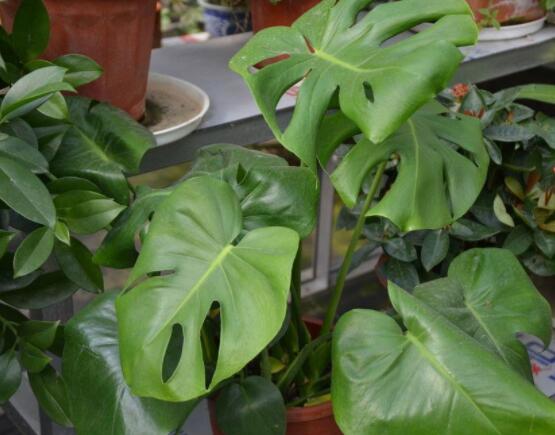 龜背竹用深盆還是淺盆，透氣性強深盆為主(陶盆/紫砂盆/泥瓦盆)