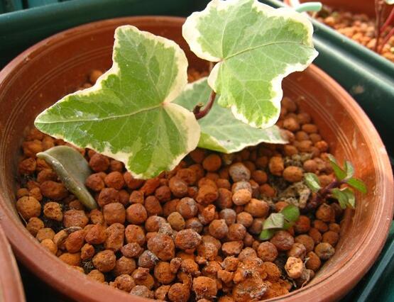 常春藤如何扦插，插蕙盆土剪刀花盆消毒液缺一不可