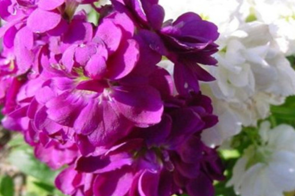 紫羅蘭有什么特點