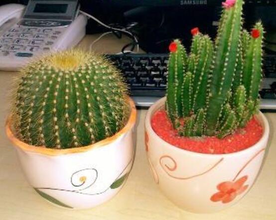 小仙人球的養(yǎng)殖方法和注意事項(xiàng)，老農(nóng)詳解七大最有效養(yǎng)殖方法