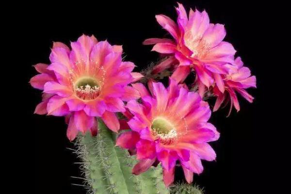 仙人球什么季節(jié)開(kāi)花，夏季是仙人球的盛花期