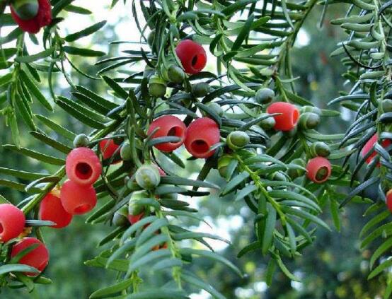 紅豆杉的養(yǎng)殖方法和注意事項，七大基本方法養(yǎng)殖郁郁蔥蔥