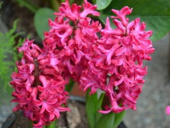 好看的風(fēng)信子圖片欣賞，姿色優(yōu)美，色彩艷麗