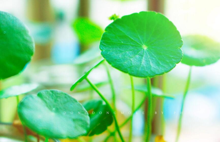 銅錢草怎么種，銅錢草土養(yǎng)的方法步驟