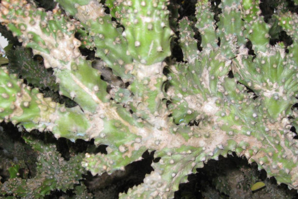 仙人樹(shù)怎么養(yǎng)殖方法