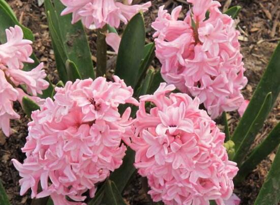 風(fēng)信子夏季怎么處理，養(yǎng)護(hù)球莖/置于陰涼通風(fēng)位置