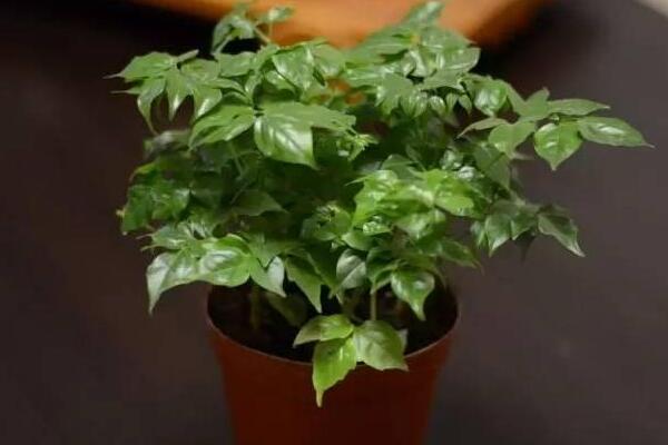 幸福樹上有白色絮狀物怎么辦，可能是感染了白粉病